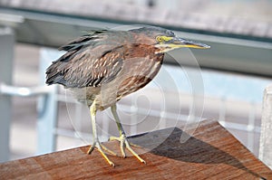 Closeup of a green heron resting on a pier railing.