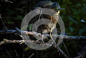 Closeup of green heron (Butorides virescens) on a log in a marsh at Red Tail Hawk Nature Conservancy photo