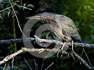 Closeup of green heron (Butorides virescens) on a log in a marsh at Red Tail Hawk Nature Conservancy photo