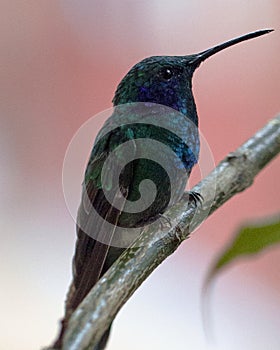 Closeup of a green Hummingbird Trochilidae perched on branch near Otavalo, Ecuador