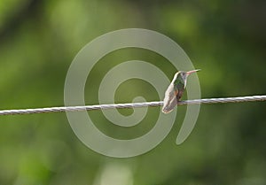 Closeup of green Hummingbird Trochilidae sitting on wire Ecuador photo