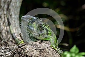 Closeup of Green Iguana Crawling Up on Tree Branch