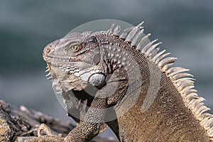 Closeup, Green Iguana. Looking to the side. Ocean in background.