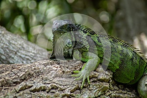 Closeup of Green Iguana on Lounging on Tree