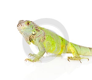 Closeup green iguana in profile. isolated on white background