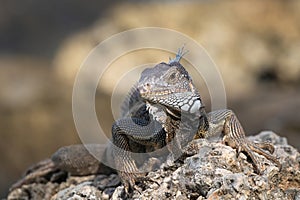 Closeup, Green Iguana on rock. Looking at camera.