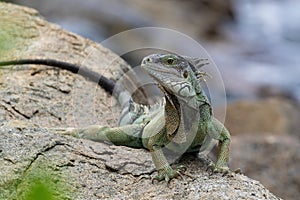 Closeup, Green Iguana on rock. Looking at camera. Ocean in background.