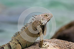 Closeup, Green Iguana on rock. Looking at camera. Ocean in background.