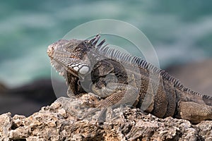 Closeup, Green Iguana on rock. Looking to the side. Ocean in background.