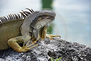 Closeup of green iguana. Tropical fauna concept. Lizard basking in the sun South Florida.