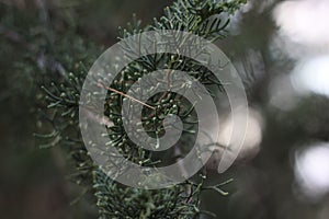 Closeup of the green Juniper branch on the blurry background