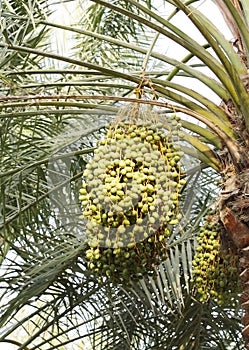 Closeup of green Kimri & khalal dates