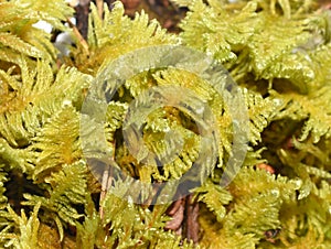 Knights plume moss Ptilium crista-castrensis photo