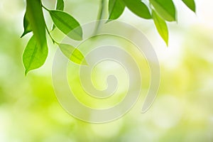 Green leaf with beauty bokeh under sunlight background