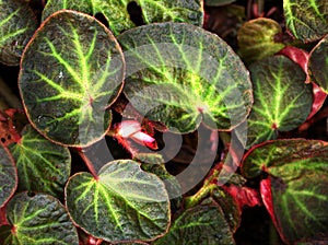 Closeup green leaf of Begonia Chloroneura plants ,nature leaves background, macro image