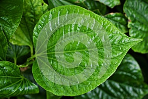 Closeup green leaf Betel plant ,Piper betle ,Piperaceae ,Which includes pepper and kava ,Paan ,Piper sarmentosum Herb plant, Cha p