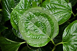 Closeup green leaf Betel plant ,Piper betle ,Piperaceae ,Which includes pepper and kava ,Paan ,Piper sarmentosum Herb plant, Cha p