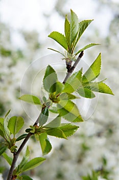 Closeup of green leaf on blurred greenery background.