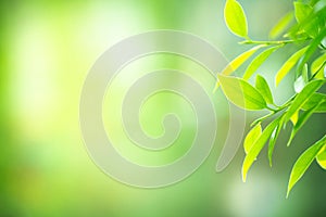 Closeup green leaf on blurry bokeh background