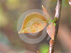 Closeup green leaf of Bougainvillea flower plants in garden with blurred background ,macro image ,nature leaves, soft focus