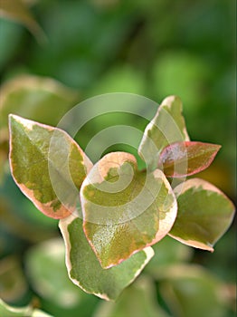 Closeup green leaf of Bougainvillea flower plants in garden with blurred background ,macro image ,nature leaves, soft focus