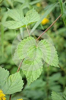 Closeup on a green leaf of common hop, Humulus lupulus