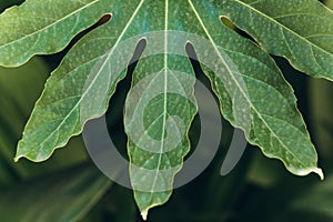 Closeup of green leaf of fig tree