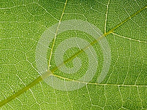 the underside of a leaf's green texture, showing leaves and veins