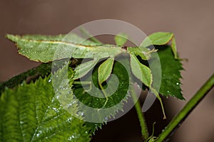 Closeup of a green leaf mantis on a plant under the lights with a blurry background