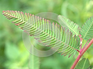 Closeup green leaf of Mimosa pigra plants in garden with blurred background ,macro image ,nature leaves for card design