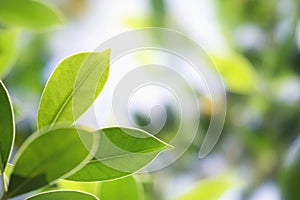 closeup green leaf in nature