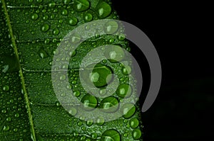 Closeup green leaf (Pachira aquatica) with rain drops in black background, nature