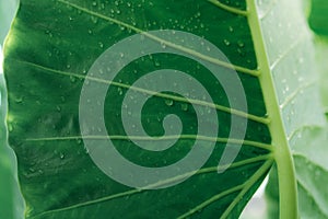 Closeup green leaf with rain drop texture background. Elephant ear leaf with parallel venation line and water drops. Botanical