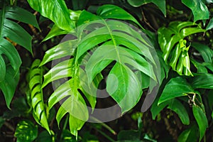 Closeup green leaf, rain forest tropical plant