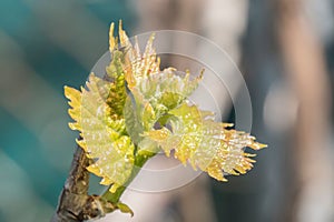 closeup of a green leaf on the stem of a tree