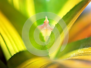 Closeup green leaf of succulent plants with blurred background ,macro image ,soft focus ,sweet color