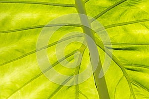 Closeup green leaf texture background