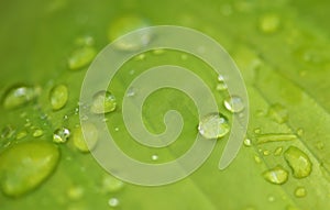 Closeup of green leaf texture with drops of water for nature background