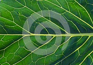 Closeup of a green leaf with veins