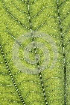 Closeup of green leaf veins and structures