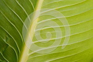 Closeup of green leaf veins texture.