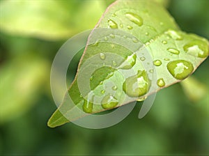 Closeup green leaf with water drops with blurred background ,macro image ,dew on nature leaves ,sweet color for card design