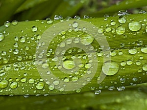 Closeup of green leaf with water drops from dew and veins