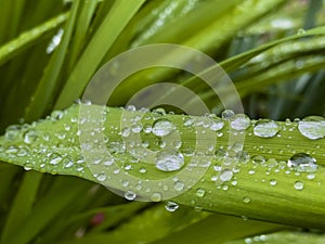 Closeup of green leaf with water drops from dew and veins