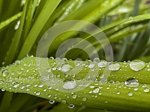 Closeup of green leaf with water drops from dew and veins