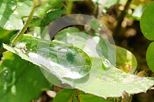 Closeup of green leaf with water drops