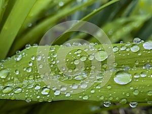 Closeup of green leaf with water drops from dew and veins