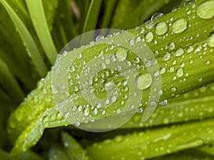 Closeup of green leaf with water drops from dew and veins