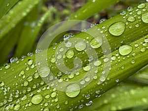 Closeup of green leaf with water drops from dew and veins