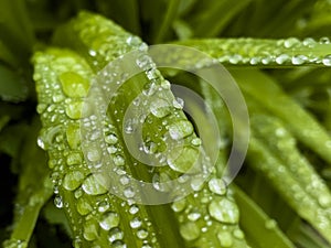 Closeup of green leaf with water drops from dew and veins